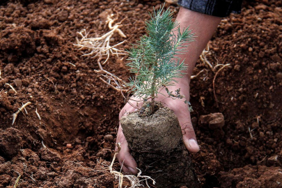 Yanan alanlara neden meyve ağacı dikilmiyor?