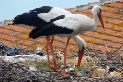 Yaren'in vericili yavrusu Bursa'da ilk uçuşunu gerçekleştirdi