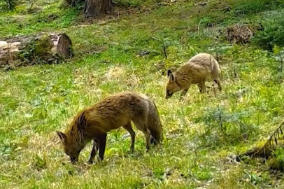 Bursa'da Kızıl tilki ile yavrusu fotokapanla görüntülendi