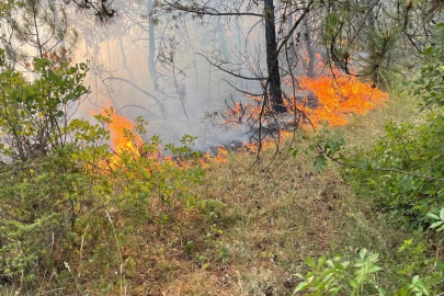 Karabük’te ormanlık alanda örtü yangını