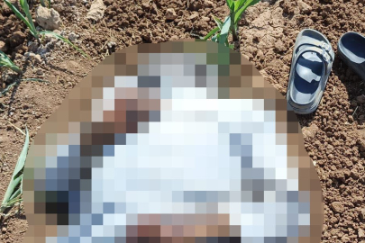 Şanlıurfa'da mısır tarlasında erkek cesedi bulundu