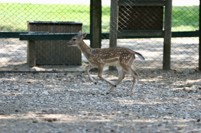 Bursa Hayvanat Bahçesi'ndeki alageyik yavrularına özenle bakılıyor