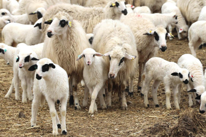 TİGEM 2 bin kuzu satacak