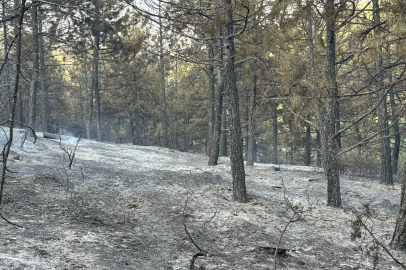 Uşak'taki orman yangını kısmen kontrol altına alındı