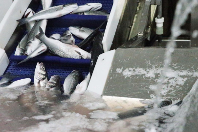 İklim değişikliği ve gürültü balıklarda üremeyi etkiliyor