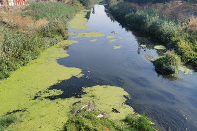 Lüleburgaz Deresi'nin yüzeyi yosunla kaplandı