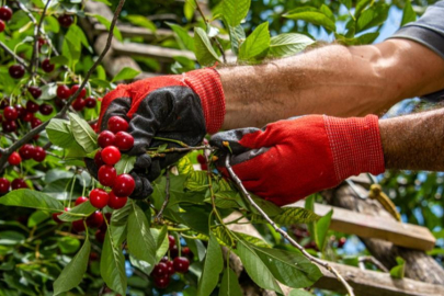Yaz aylarının vazgeçilmezinin kilosu 1000 TL'yi aştı!