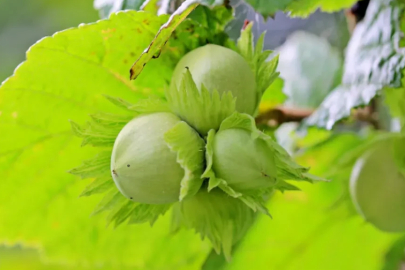 Zirai don onu da vurdu: Fındıkta rekolte yüzde 50 düştü