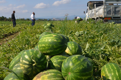 Bafra Ovası'nda karpuz hasadı başladı