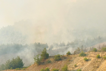 Bilecik'te Tarihi İpek Yolu yanıyor