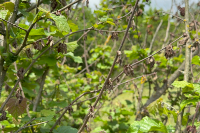 Çiftçiler 2 yıl fındıktan umudu kesti