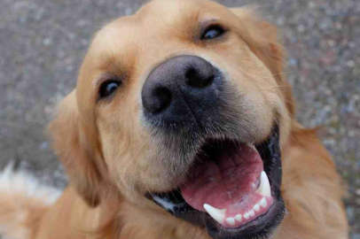 Köpekler parkinson hastalığını koku yoluyla tespit edebiliyor