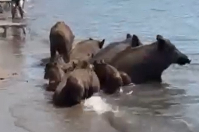 Marmaris'te yaban domuzları denize girerek serinledi