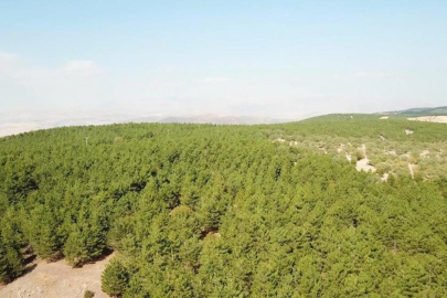 Niğde'de orman yangınlarıyla mücadele tedbirleri