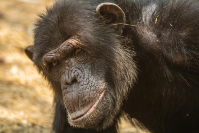 Şempanzeler de modayı takip ediyor