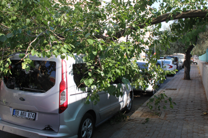 Aydın'da park halindeki araca ağaç devrildi