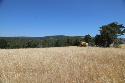 Bursa'da Siyez buğdayında hasat bereketi