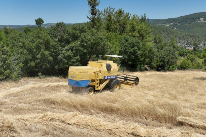 Bursa'da siyez buğdayında hasat bereketi