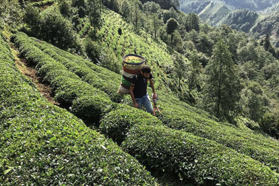 ÇAYKUR'un ikinci sürgün yaş çay alımı 91 bin tona ulaştı