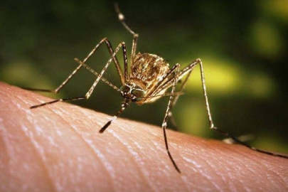 Chikungunya virüsü hızla yayılıyor! Türkiye risk altında mı?