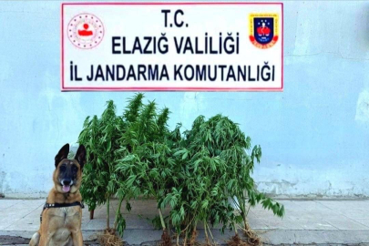 Elazığ'da tapulu arazide kenevir ele geçirildi