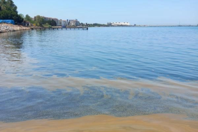 Yalova'da deniz kirliliğine sebep olan fabrikaya inceleme