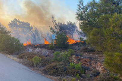 Balıkesir Cunda Adası'ndaki orman yangını büyümeden söndürüldü