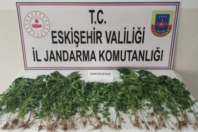 Eskişehir’de kamu arazisine kenevir eken şahıs suçüstü yakalandı