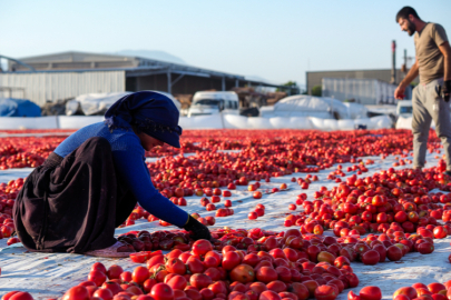 Kuru domates ihracatından 6 ayda 95,8 milyon dolar gelir