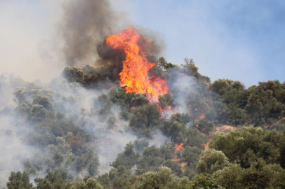 Aydın'daki orman yangını kontrol altına alındı
