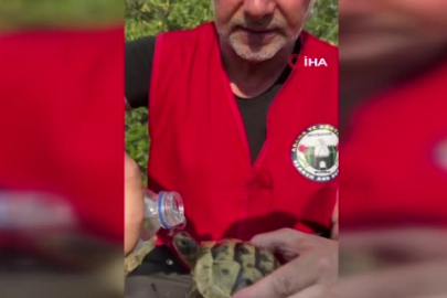 Bursa'da yangın bölgesinde yürek ısıtan görüntü... Alevlerden kurtardığı kaplumbağaya su içirdi