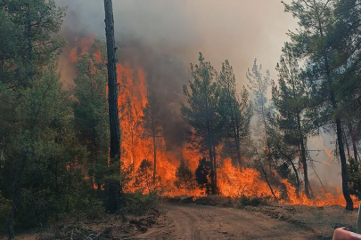 Bursa'da yeniden başlayan yangın söndürüldü