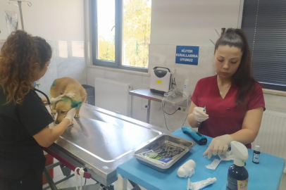 Bursa'da yangından etkilenen hayvanlara belediye şefkati