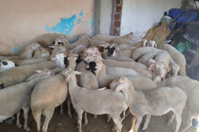 Denizli'de kaybolan koyunlar Kırkağaç'ta bulundu