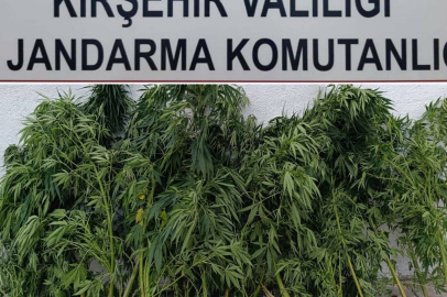 Kırşehir'de 48 kök kenevir ele geçirildi