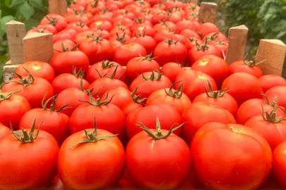Sıcak hava Aydın'da domatesi vurdu! İşçi yevmiyeleri ve domates fiyatlar belli oldu