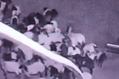 Batman'da ahıra giren kurt sürüye saldırdı