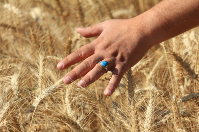Küresel hububat üretiminde tüm zamanların en yüksek seviyesi bekleniyor