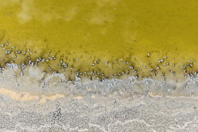 Sivas'ta gölde korkutan görüntü, yüzlercesi kıyıya vurdu