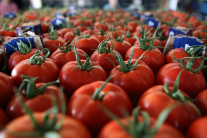 Yaş sebze ihracatı yılın ilk yarısında arttı