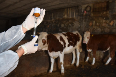 Bakan Yumaklı: 8,5 milyon doz şap aşısını sahaya gönderdik