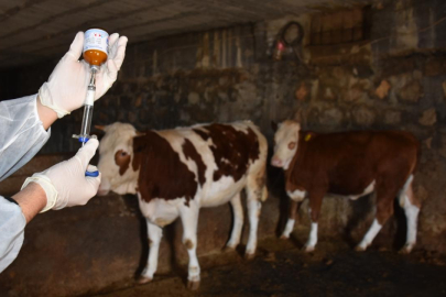 Bakan Yumaklı: 8,5 milyon doz şap aşısını sahaya gönderdik