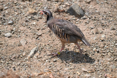 Kekliklerin keneyle mücadelede etkisi araştırılacak