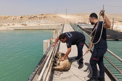 Şanlıurfa'da sulama kanalına düşen köpeği itfaiye kurtardı