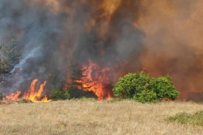 Bursa'da Yenişehir Belediye Başkanı Özel, yangından etkilenen kaplumbağaya suyla müdahale etti