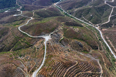 İzmir'de 6 yıl önce yanan ormanlık alana dikilen fidanlar 2 metreye ulaştı