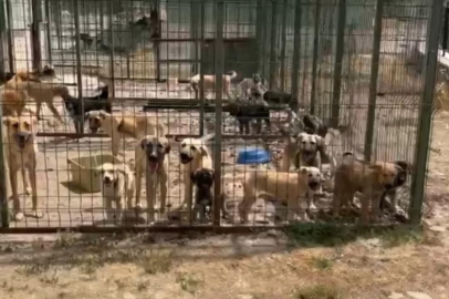 Skandal iddia: Barınakta çok sayıda köpek öldü