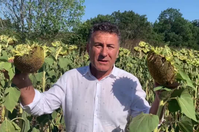 CHP Bursa Milletvekili Sarıbal: Ayçiçeğinde alım fiyatı maliyetin altında, üretici zararda