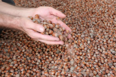 Fındık alım fiyatları belli oldu