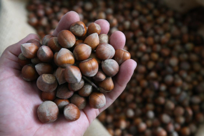 Fındık ihracatından 7 ayda 1,3 milyar dolar gelir